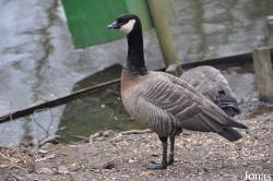 Tierpark Petermoor