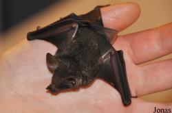 Noctalis