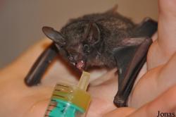 Noctalis