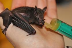 Noctalis