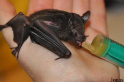 Noctalis