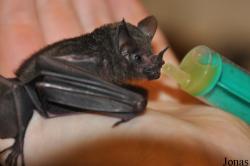 Noctalis
