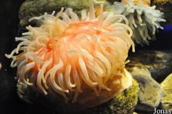 Ozeaneum Stralsund
