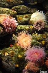 Ozeaneum Stralsund