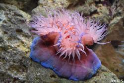 Actinia equina