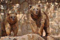 Ursus arctos syriacus