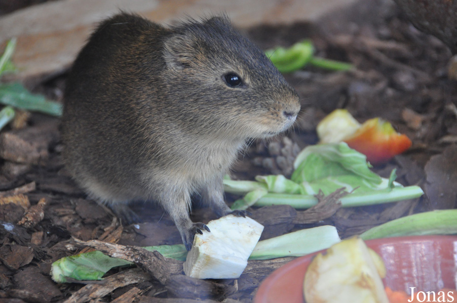 Tierpark Wolgast Tannenkamp