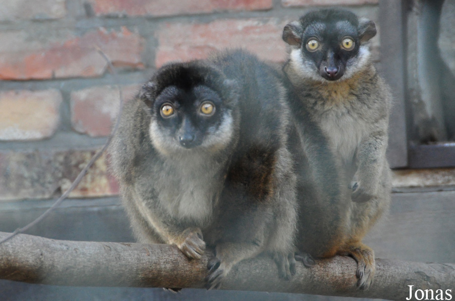 Tierpark Wolgast Tannenkamp