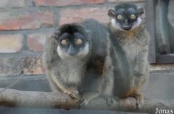 Tierpark Wolgast Tannenkamp