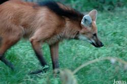 Chrysocyon brachyurus