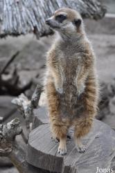 Tierpark Ueckermünde
