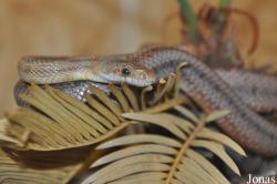 Pantherophis bairdi