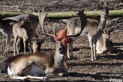 Wildpark Frankenhof