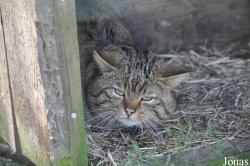 Wildpark Frankenhof