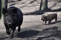 Wildpark Frankenhof