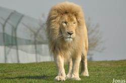 West Midland Safari & Leisure Park