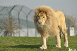 West Midland Safari & Leisure Park