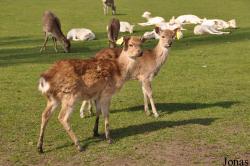 West Midland Safari & Leisure Park