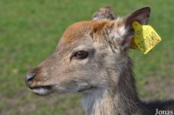 Cervus nippon taiouanus