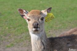 West Midland Safari & Leisure Park