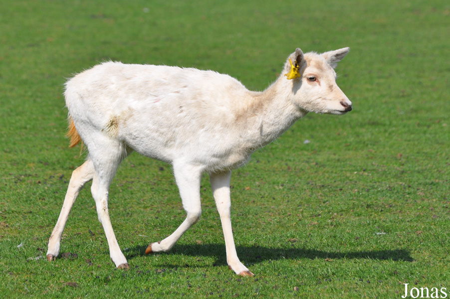 West Midland Safari & Leisure Park