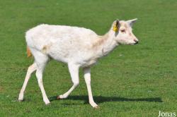 West Midland Safari & Leisure Park