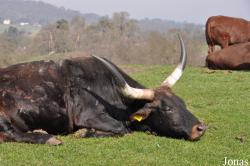 West Midland Safari & Leisure Park