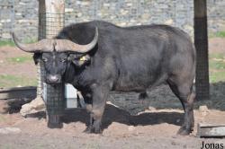 West Midland Safari & Leisure Park