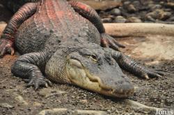 West Midland Safari & Leisure Park