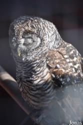 The Falconry Centre Hagley