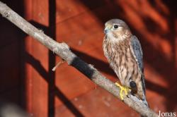 The Falconry Centre Hagley