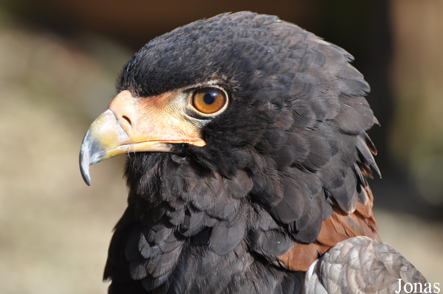 The Falconry Centre Hagley