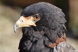 The Falconry Centre Hagley