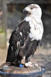 The Falconry Centre Hagley