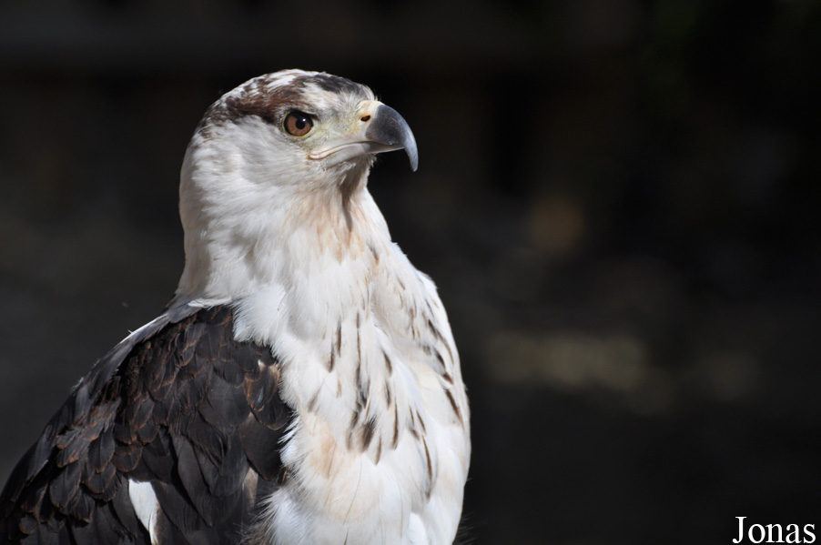 The Falconry Centre Hagley
