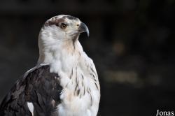 The Falconry Centre Hagley
