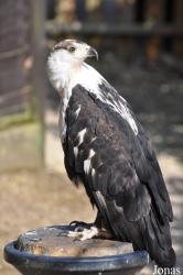 The Falconry Centre Hagley