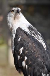 The Falconry Centre Hagley