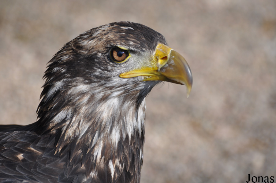 The Falconry Centre Hagley
