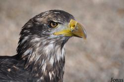 The Falconry Centre Hagley