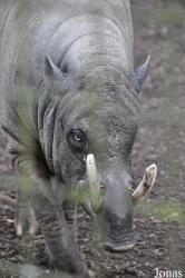 Dudley Zoological Gardens