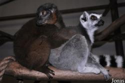 Dudley Zoological Gardens