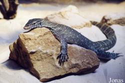 Varanus niloticus