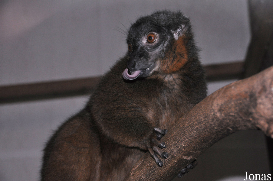 Dudley Zoological Gardens