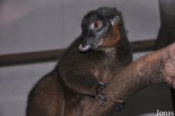 Dudley Zoological Gardens