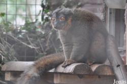 Dudley Zoological Gardens
