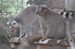 Dudley Zoological Gardens