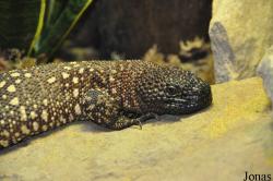 Heloderma horridum exasperatum