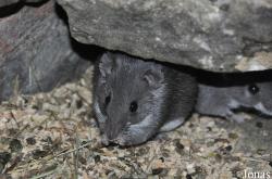 Acomys cineraceus