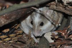 Birmingham Nature Centre